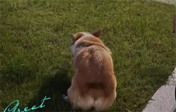 狗狗拉屎很臭为什么