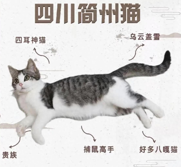 简州猫:四川的小土猫竟然是宫廷贡品 简州猫:四川的小土猫竟然是宫廷贡品