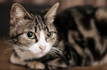 什么会导致猫咪的肾功能衰竭 什么会导致猫咪的肾功能衰竭