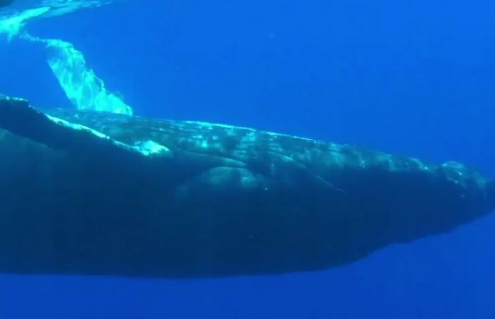 抹香鲸值钱吗
