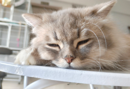 猫咪喝自来水有害吗 猫咪喝自来水有害吗