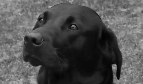 拉布拉多犬能长多大多重?揭秘它们的成长奥秘! 拉布拉多犬能长多大多重?揭秘它们的成长奥秘!