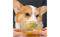 狗狗夏天可以喝绿豆汤吗