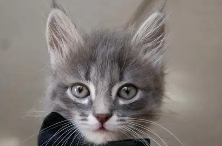 猫掉毛吃什么可以不掉毛