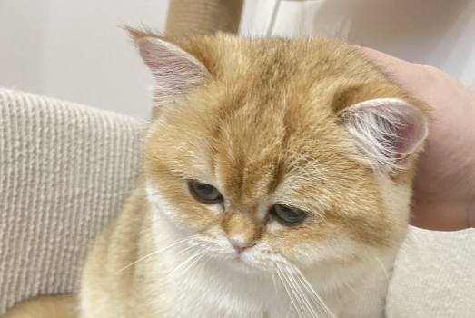 巴西木对猫咪有害吗