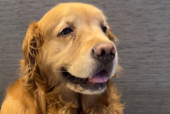 小狗打完第三针多少天可以洗澡 小狗打完第三针多少天可以洗澡