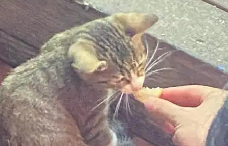 猫猫能不能吃面包