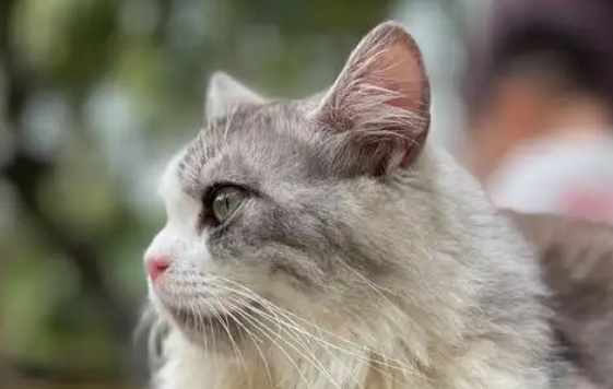 猫能在最低几度的环境生存下来