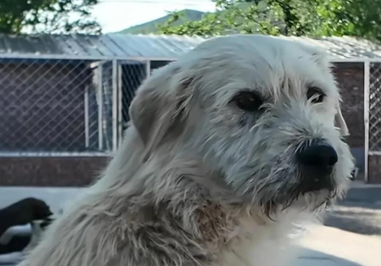 “中国狗王”狗主人现身谈狗王不抢食，护食