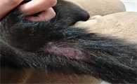 猫掉了一块毛不是猫藓