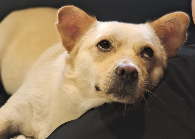 狗耳屎和耳螨怎么区分 狗耳屎和耳螨怎么区分