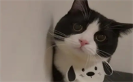 猫咪头向一侧偏一抽一抽是咋啦