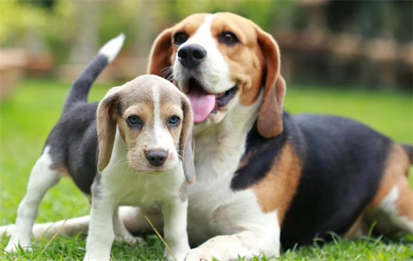 比格犬的攻击性与养护要点