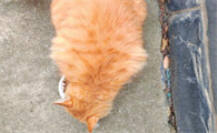 如何判断猫咪毛发干枯是营养不足吗​