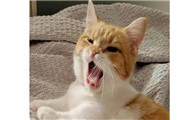 猫喘气很急促是什么原因