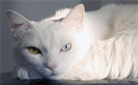 猫咪常见的吸入式麻醉剂有哪些