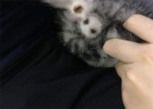 猫咪的蛋蛋是黑色的正常吗