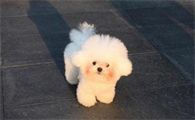 狗狗总是咳嗽是怎么了