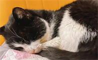 猫咪不尿怎么办