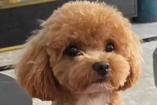 狗洗澡后多久驱虫 狗洗澡后多久驱虫