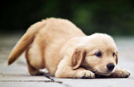 狗狗突然咳嗽是什么原因 狗狗突然咳嗽是什么原因