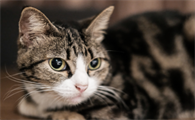 如何预防猫咪的抑郁症