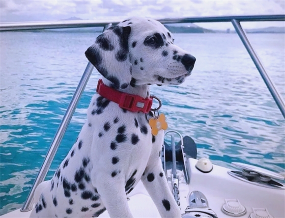 科普达宠：大麦町犬——消防队的吉祥犬