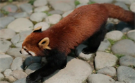 小熊猫的保护措施