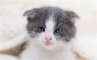 猫有眼屎怎么回事儿