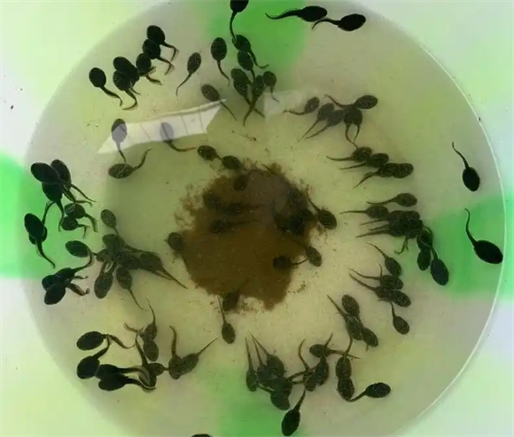 河里的小蝌蚪像什么