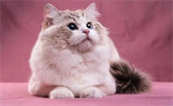 猫咪频繁发情暴瘦怎么办