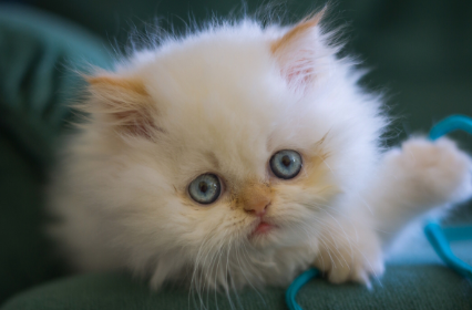 患有抑郁症的猫咪会表现出哪些症状