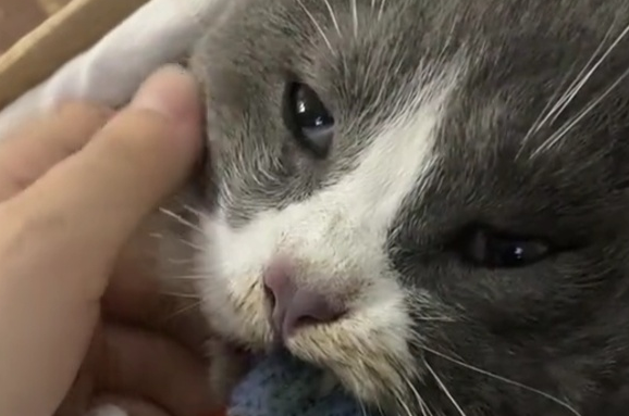“猫咪撑到主人回家咬着衣角离世”冲上热搜 “猫咪撑到主人回家咬着衣角离世”冲上热搜