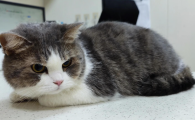 猫咪指甲发炎化脓能用什么药