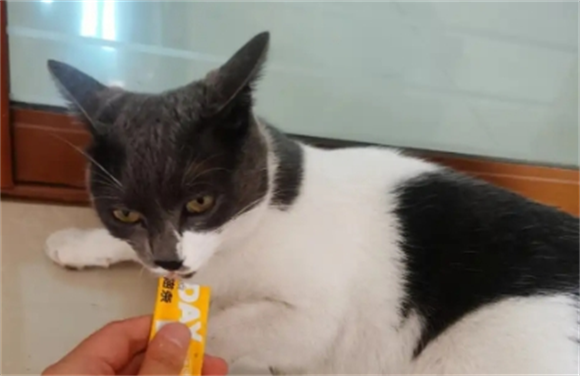 什么品牌猫条便宜又安全？猫条红榜品牌介绍！
