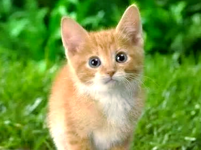 简州猫的传奇来历与多样的毛色特点 简州猫的传奇来历与多样的毛色特点