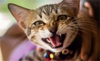 家猫会有狂犬病吗能活多久