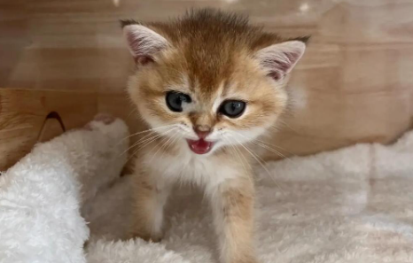 猫不爱吃猫粮怎么办 猫不爱吃猫粮怎么办