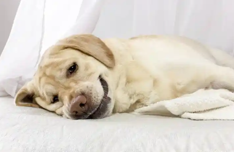 犬瘟热疫苗咋打