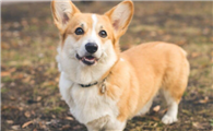 威尔斯柯基犬这短暂的一生，怎么不值得被爱呢