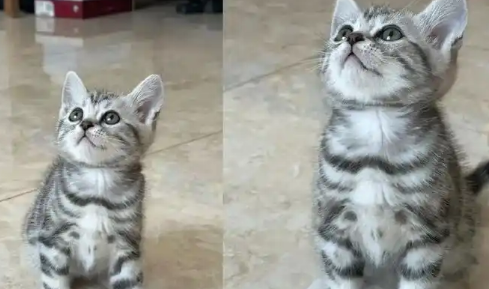 氯霉素一天可以给猫滴几次 氯霉素一天可以给猫滴几次