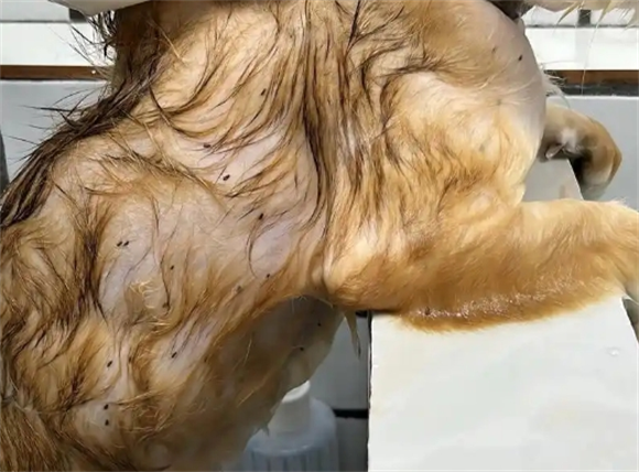 猫咪身上的螨虫怎么处理