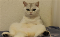 猫咪坐姿不正常的表现