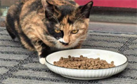 猫猫掉毛情况严重吗