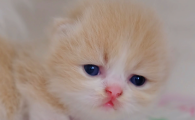 猫吃了辣的东西有事吗