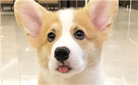 你知道吗?威尔斯柯基犬其实不止一种!