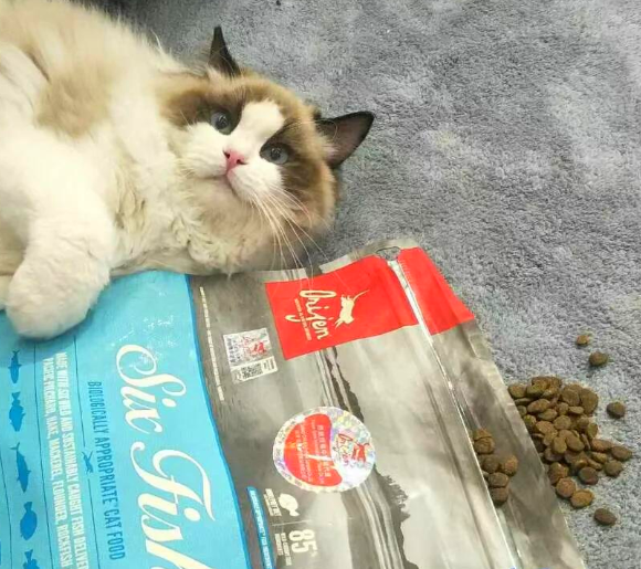 揭晓猫粮排行榜前十名口碑最好的猫粮！有你熟悉的吗？