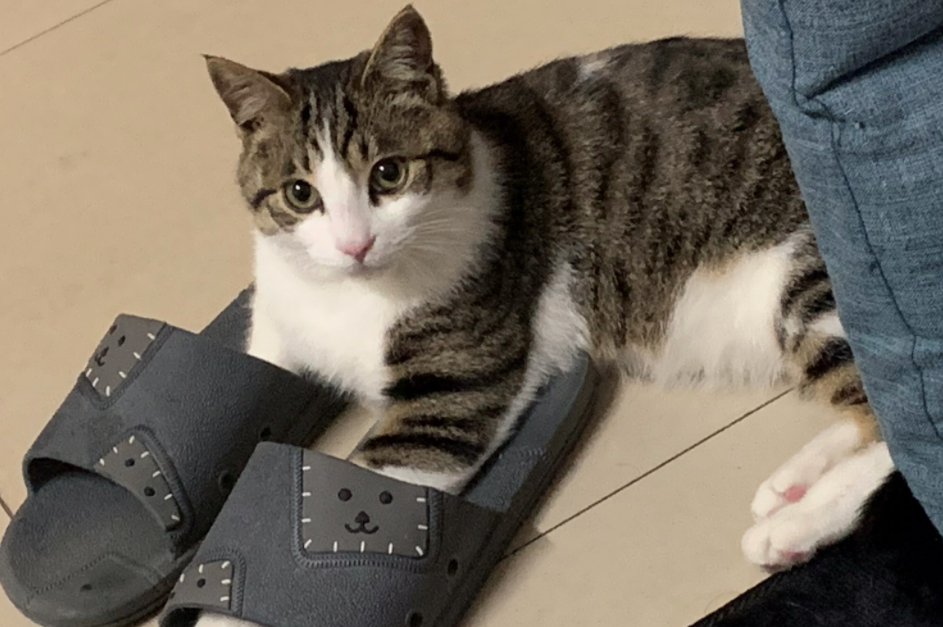 中华田园猫中的佼佼者——四川简州猫探秘 中华田园猫中的佼佼者——四川简州猫探秘