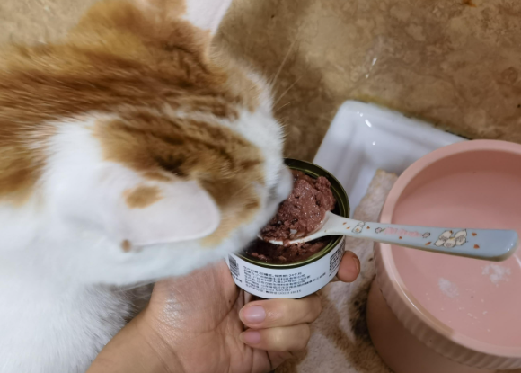 猫咪罐头品牌排行榜出炉，正在给猫主子挑选罐头的看这里！