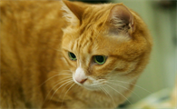 猫咪护食该怎么办
